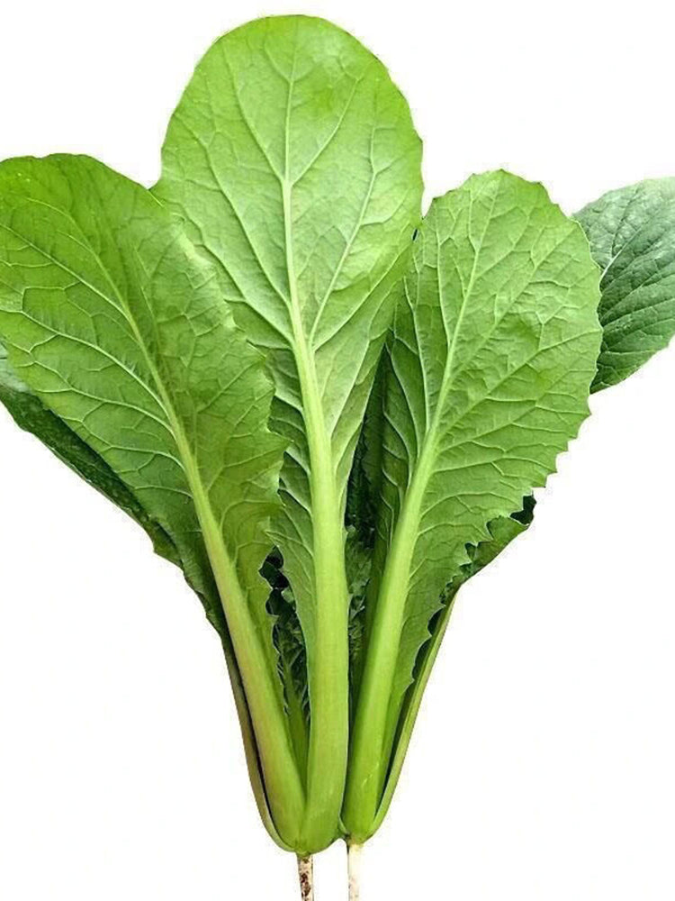 Four Seasons Bok Choy