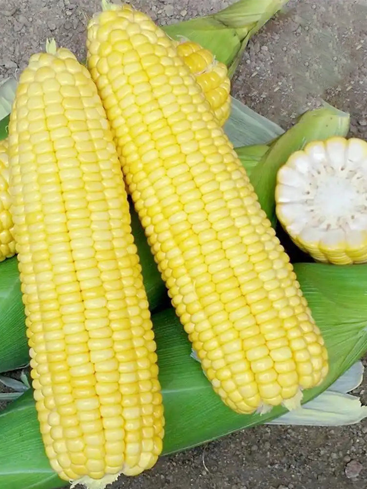 Lutian 196 Sweet Corns
