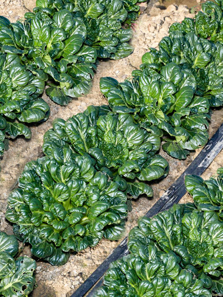 Flat Cabbage