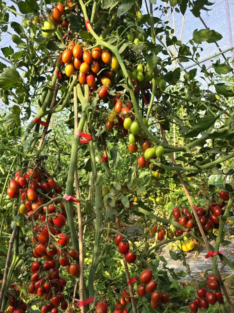 'Вlood Drop' Tomato