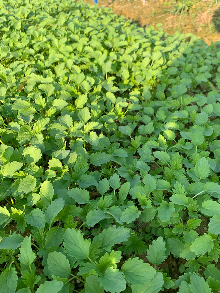 Chinese Motherwort
