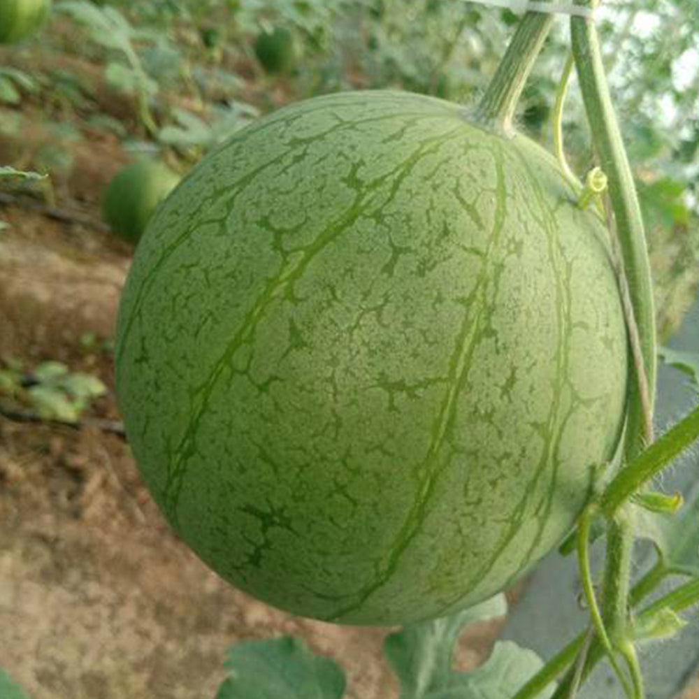 5 Bags (20 Seeds / Bag) of 'Xiaolan Peeling' Series Watermelon Seeds