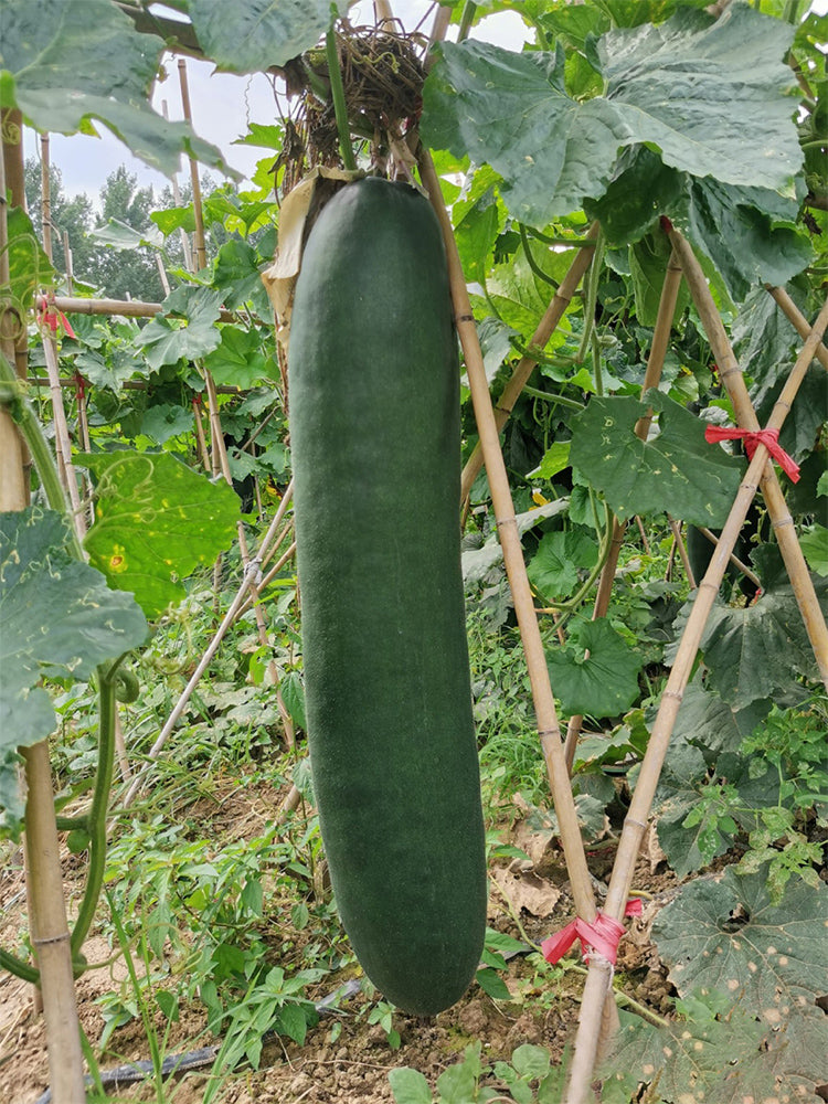 Black General Wax Gourds