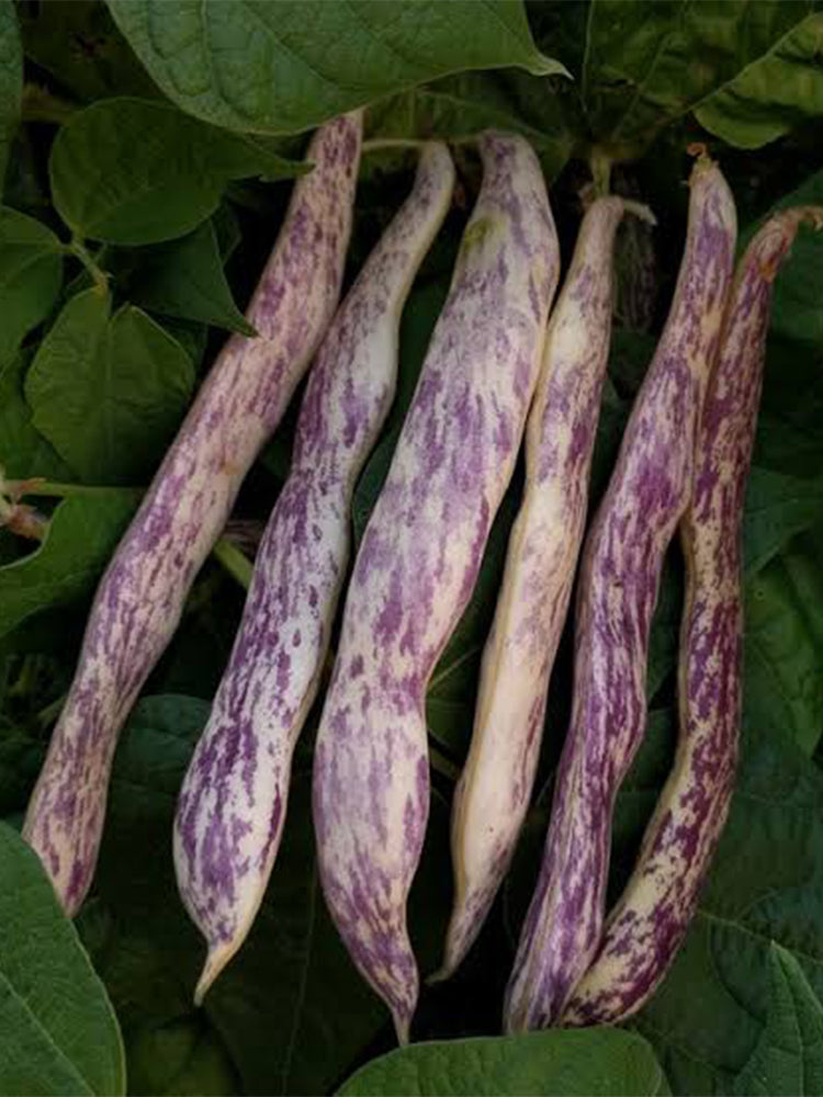 Purple Speckled Kidney Bean