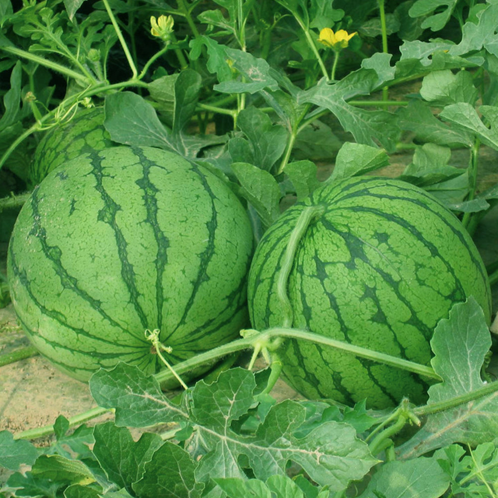 5 Bags (20 Seeds / Bag) of 'Kylin Ice Cream' Series Watermelon Seeds