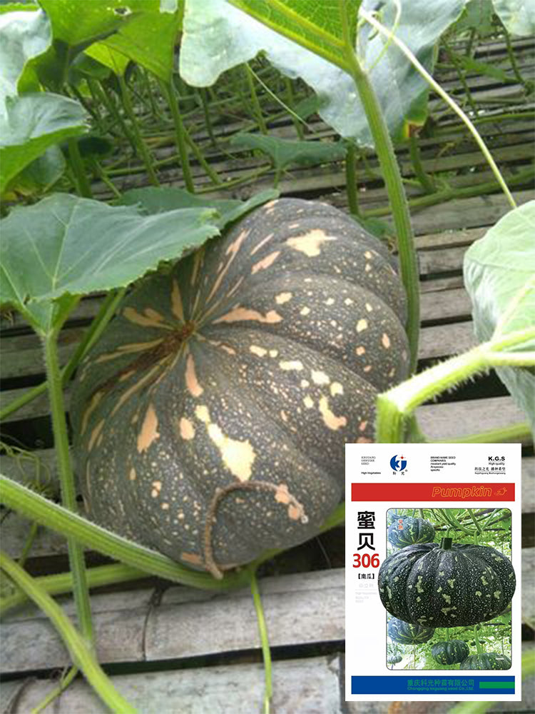 Mibei 306 Pumpkins