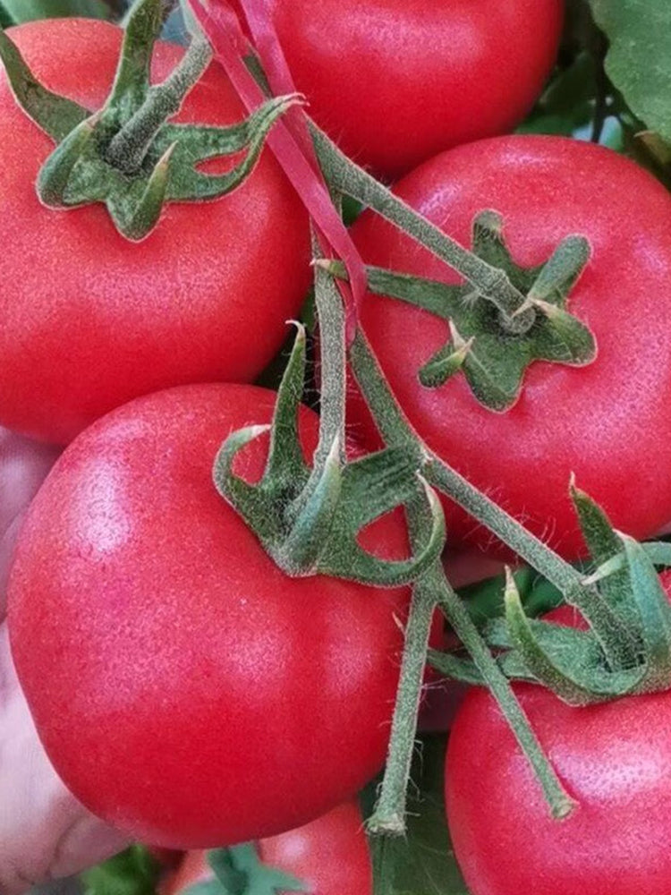 Jinpeng No.3 Tomato F1