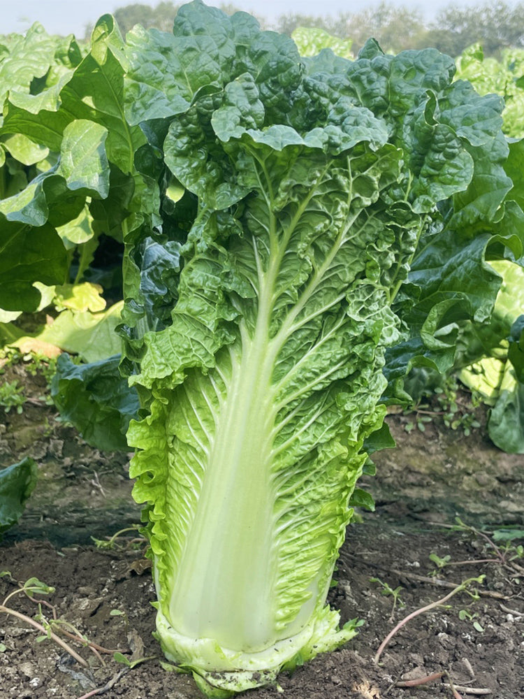 'Jinqi No.5' Chinese Cabbage
