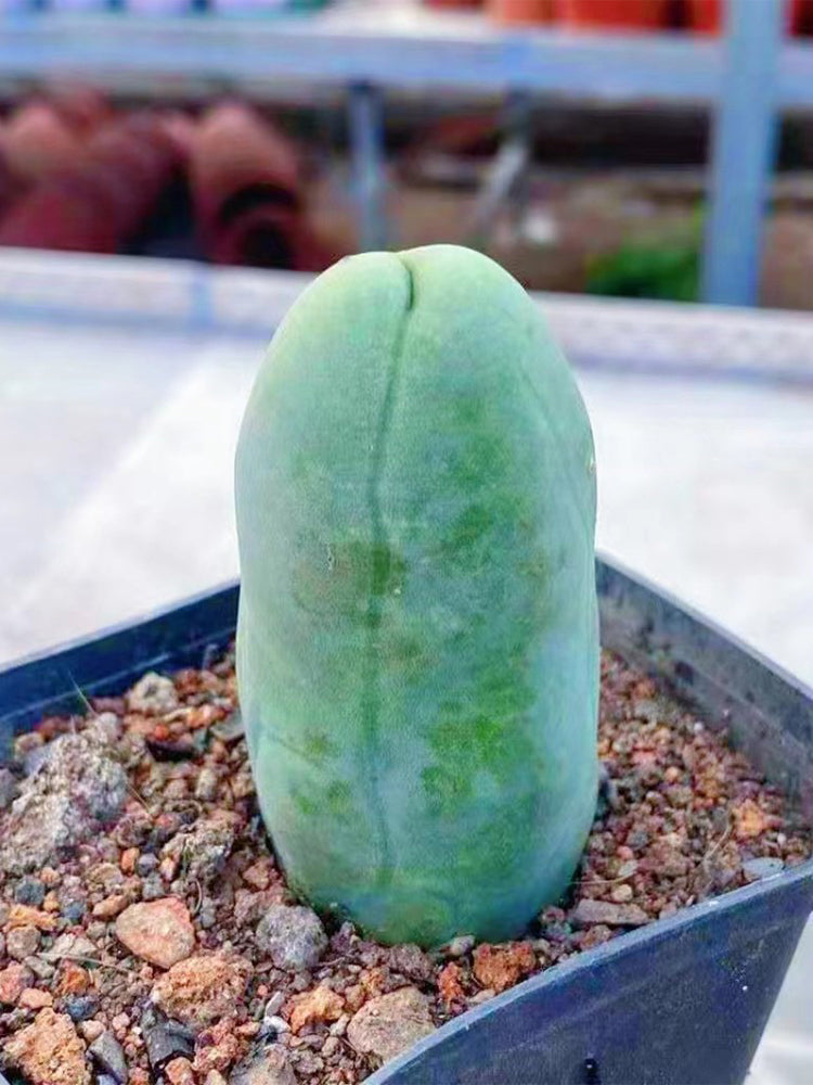 Echinopsis lageniformis f. monstruosa