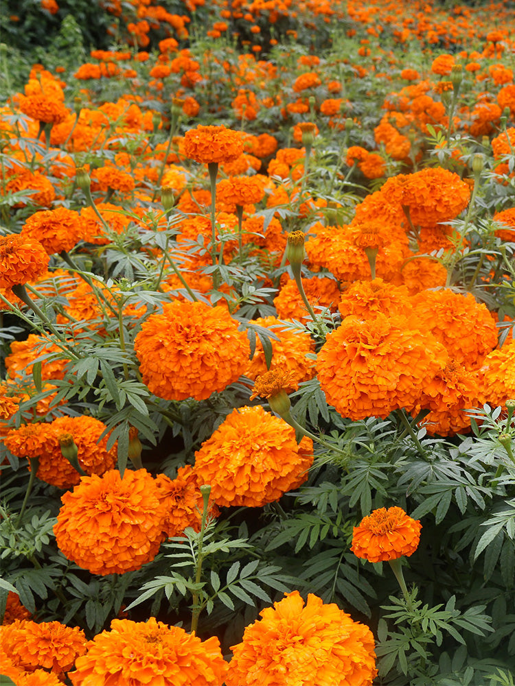 African Marigold (Tagetes erecta)