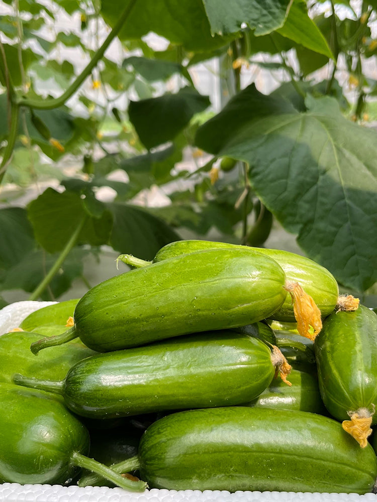 Jintong & Yunü Mini Fruit Cucumbers