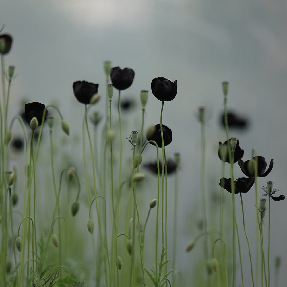 50 Seeds of Corn Poppy ‘Black Magic’