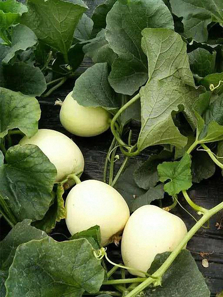 White Honey Jar Melon Hybrid