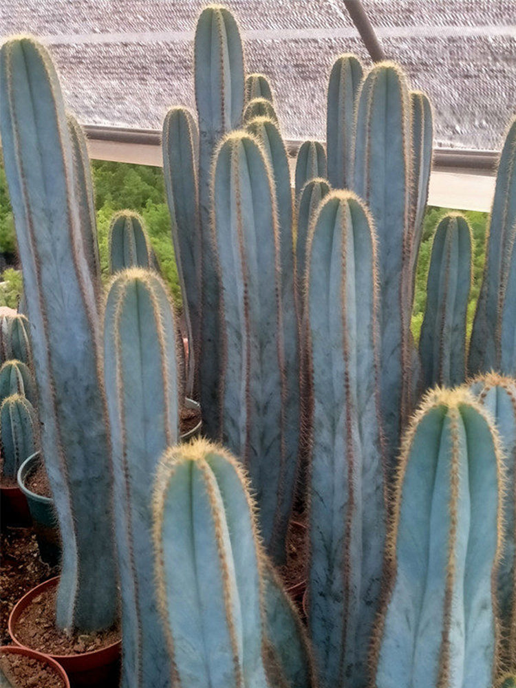 Pilosocereus pachycladus