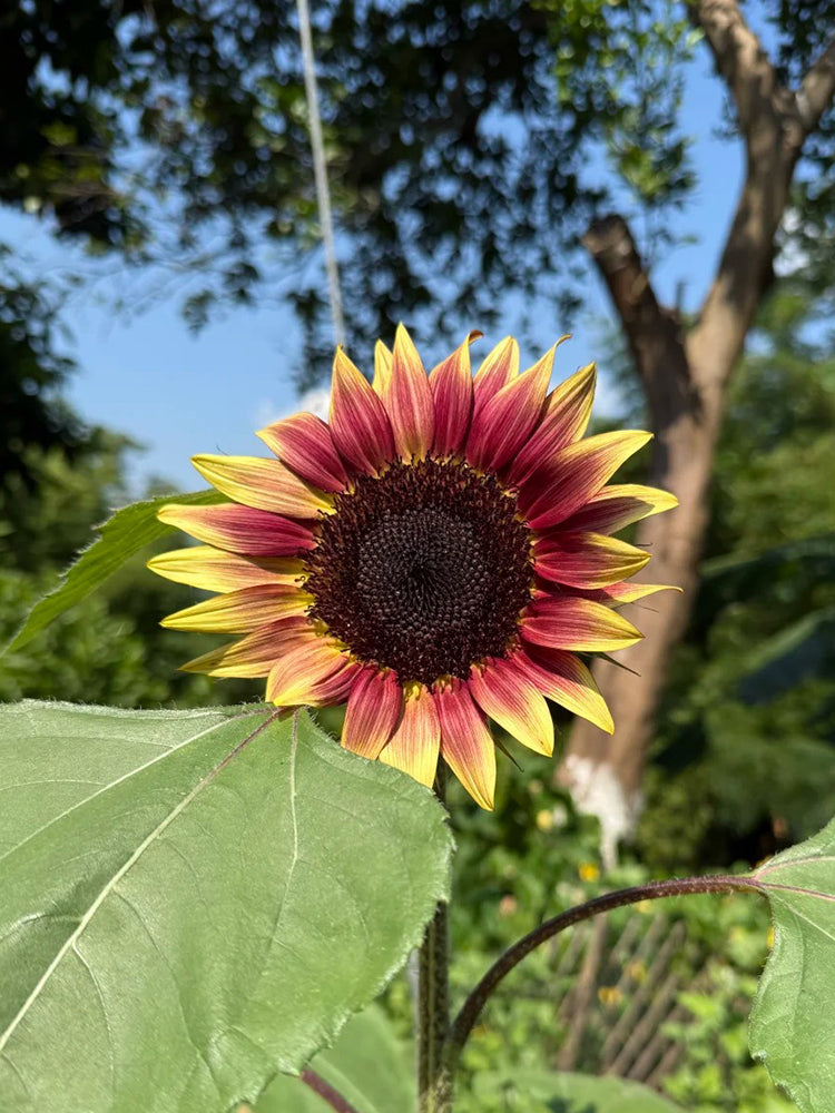 HEL25 Sunflower