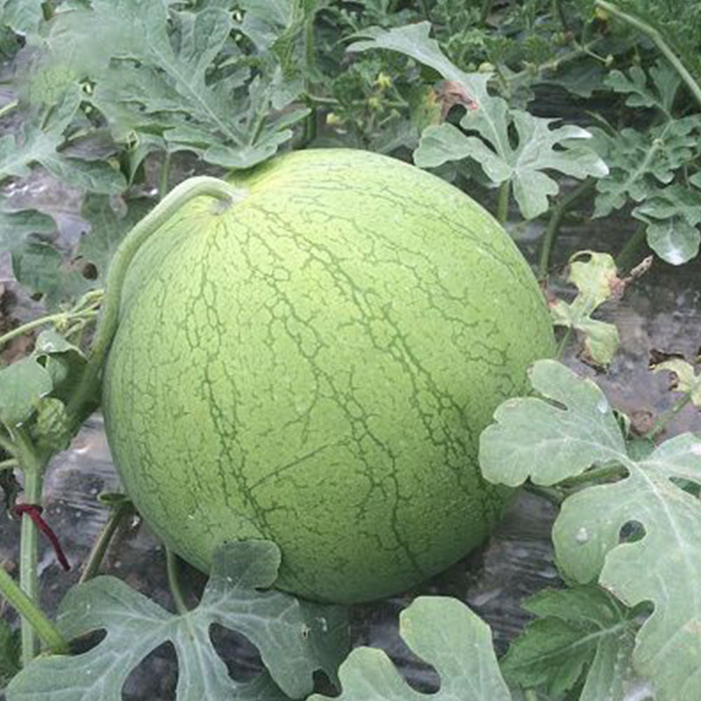 5 Bags (20 Seeds / Bag) of 'Xiaolan Peeling' Series Watermelon Seeds