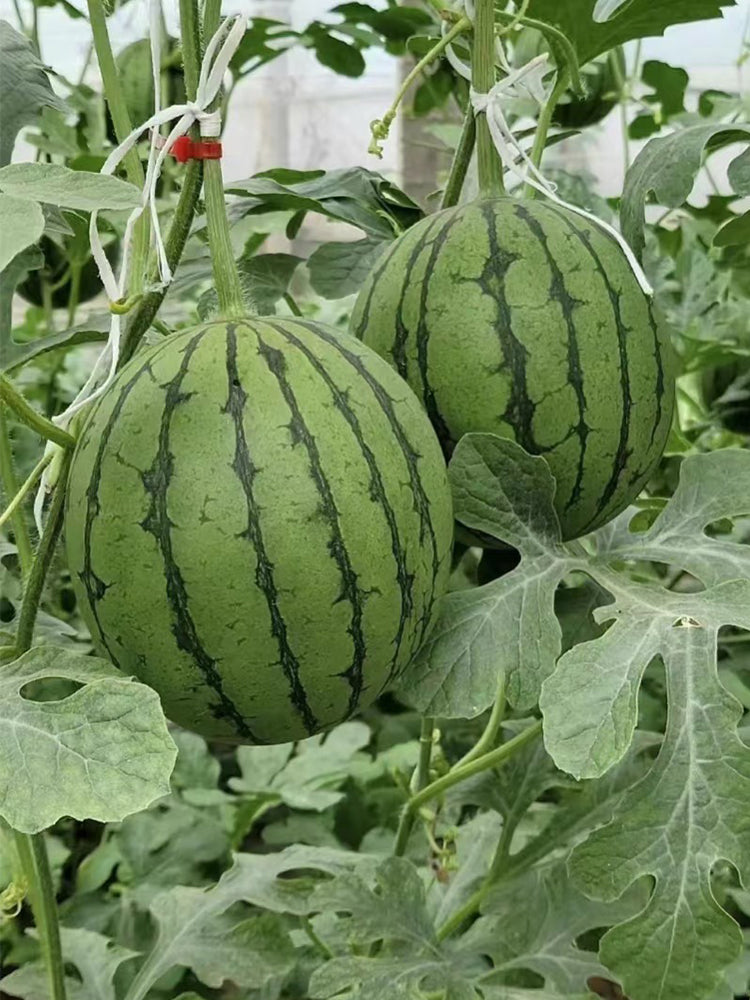 Sugar Globe Petite Watermelons