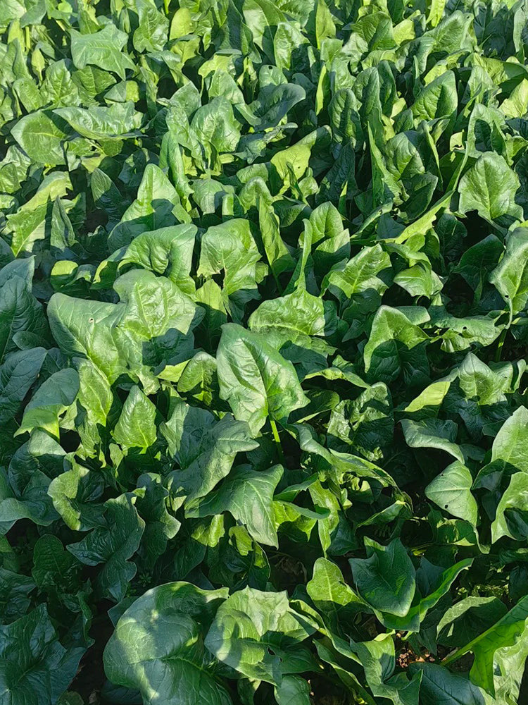 MoBao 618 Large-Leaf Spinach