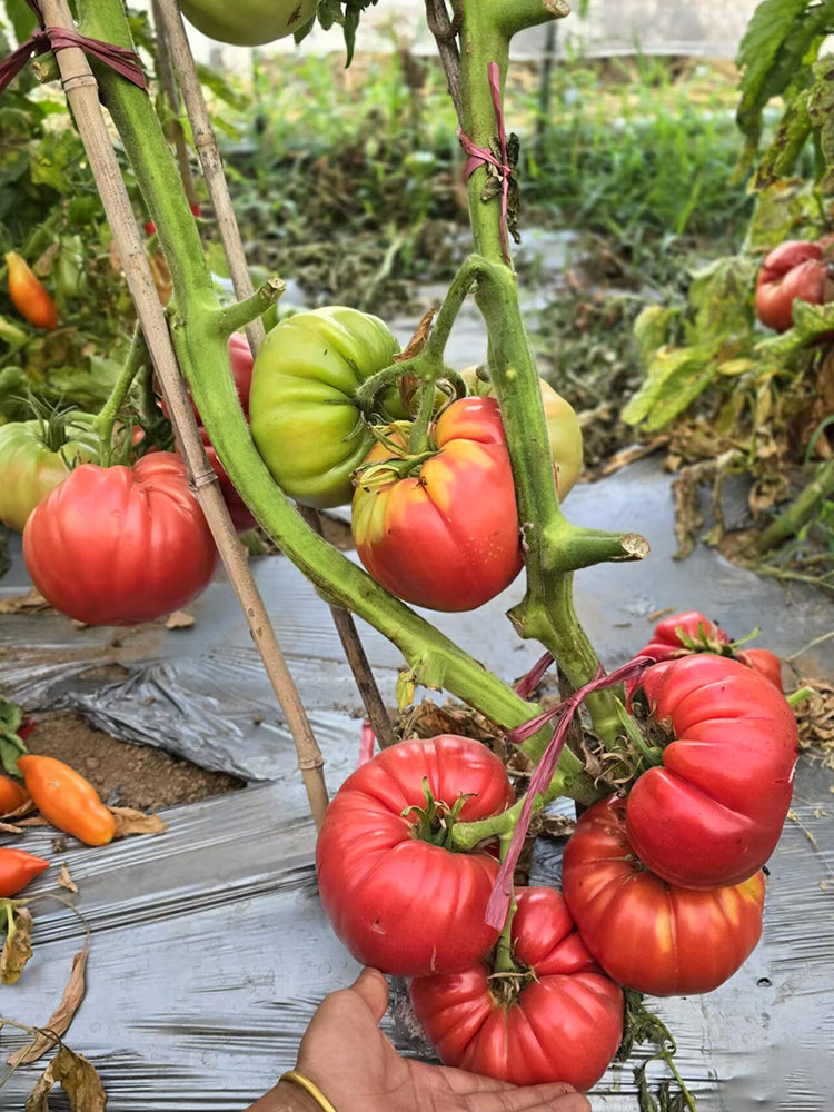 878 Giant Butler Skinner Tomato