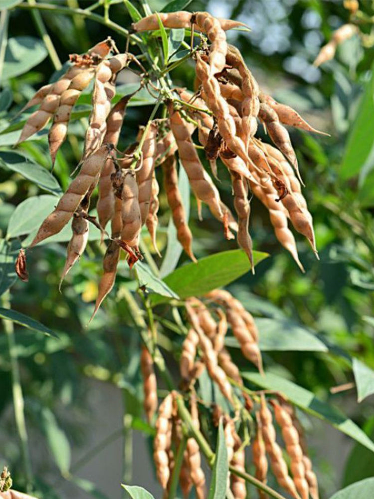 Pigeon Pea (Cajanus cajan (L.) Druce)
