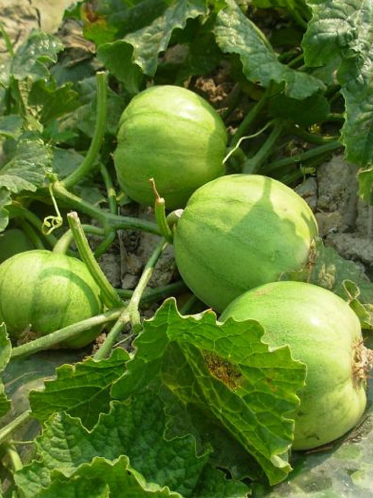 Japanese Sweet Treasure Melons