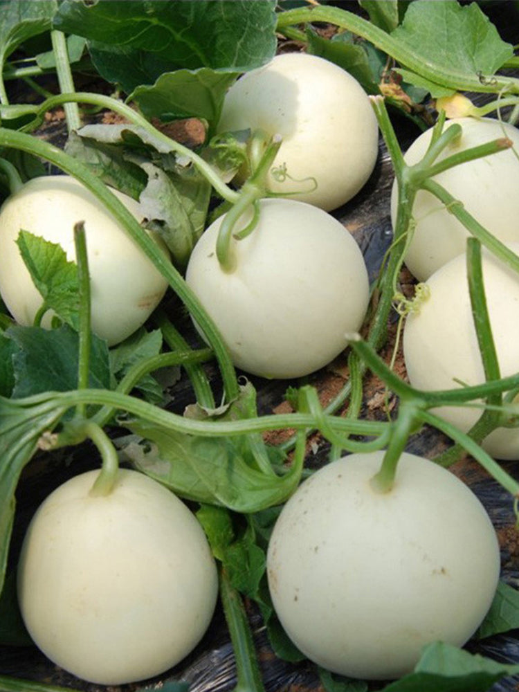 Baisha Honey Melon