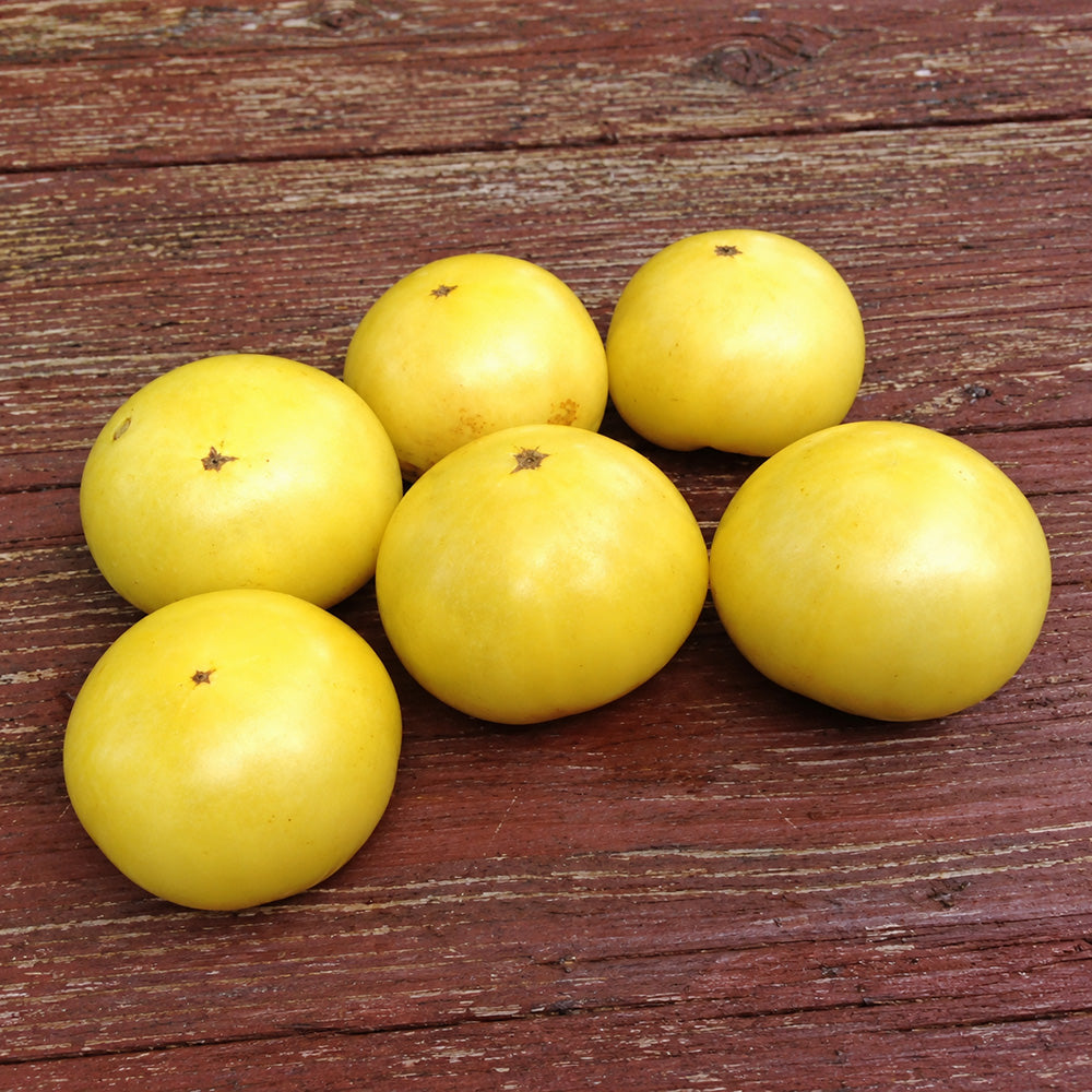 255 Dwarf Golden Champion Tomato