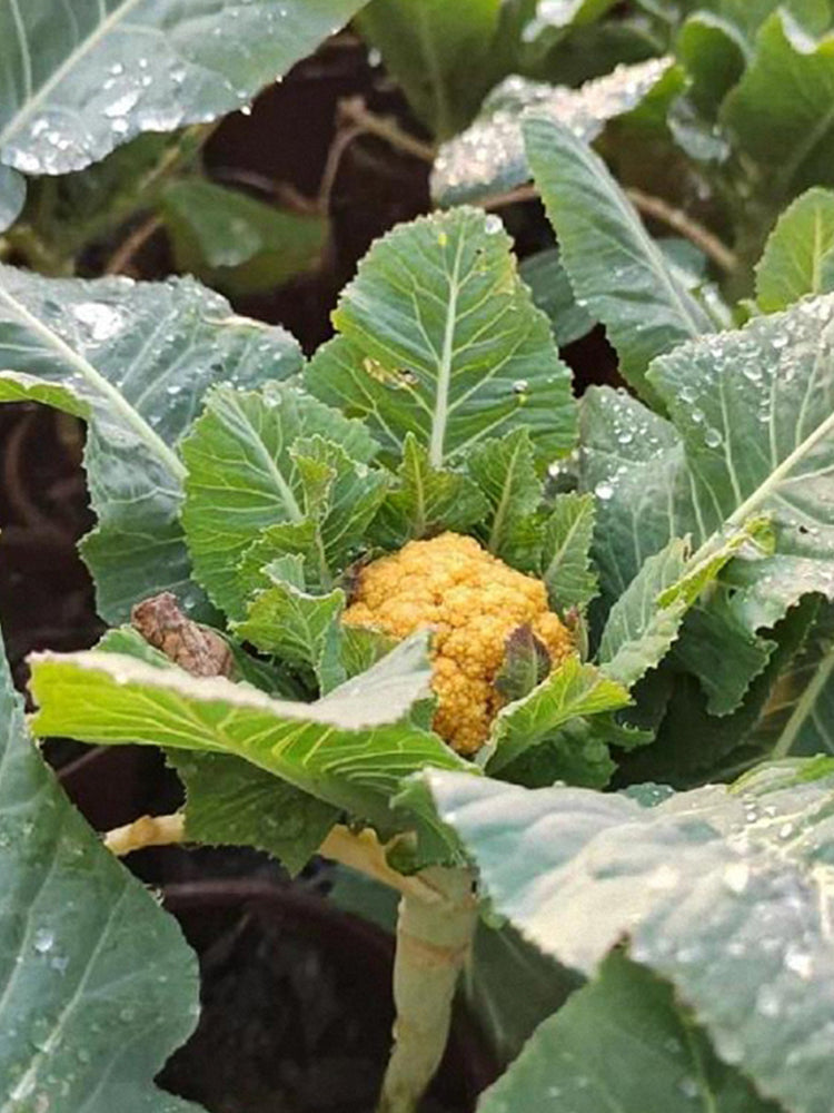 Golden Cauliflower (Brassica oleracea var. Botrytis)