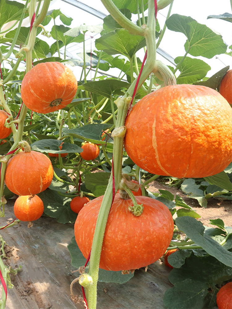 Golden Honey Pumpkin