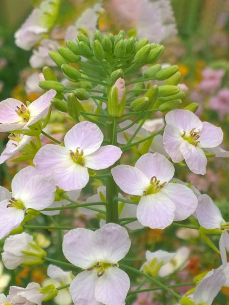 Rainbow Rapeseed