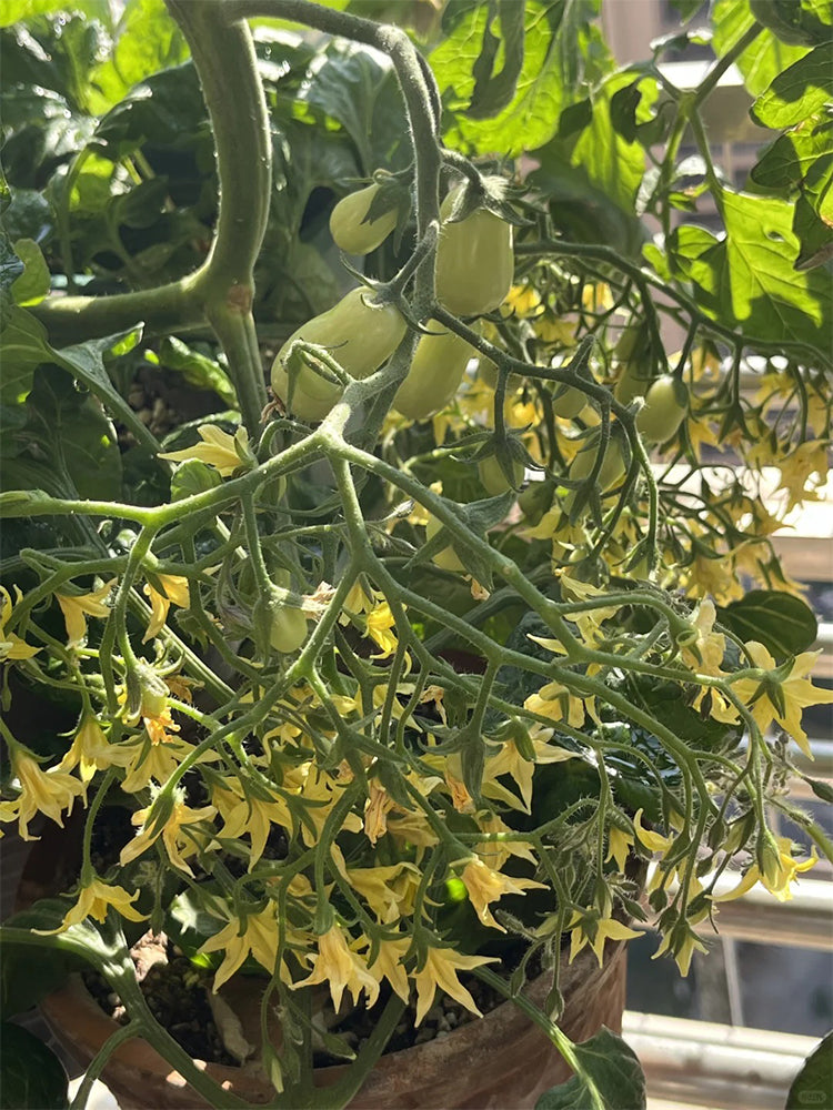 Eden No.1 Cherry Tomatoes