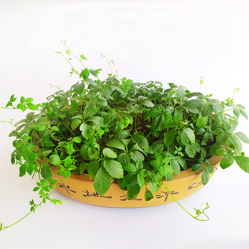 Bellfarm® Gynostemma pentaphyllum Seeds