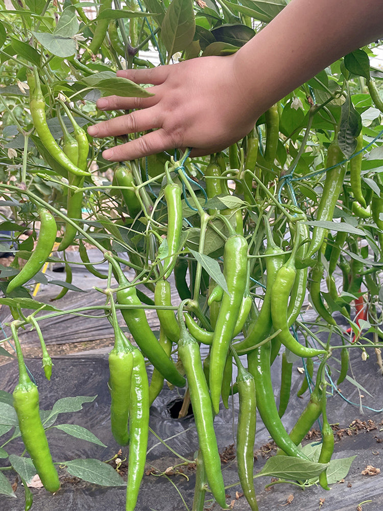 Hangjiao No.1 Peppers