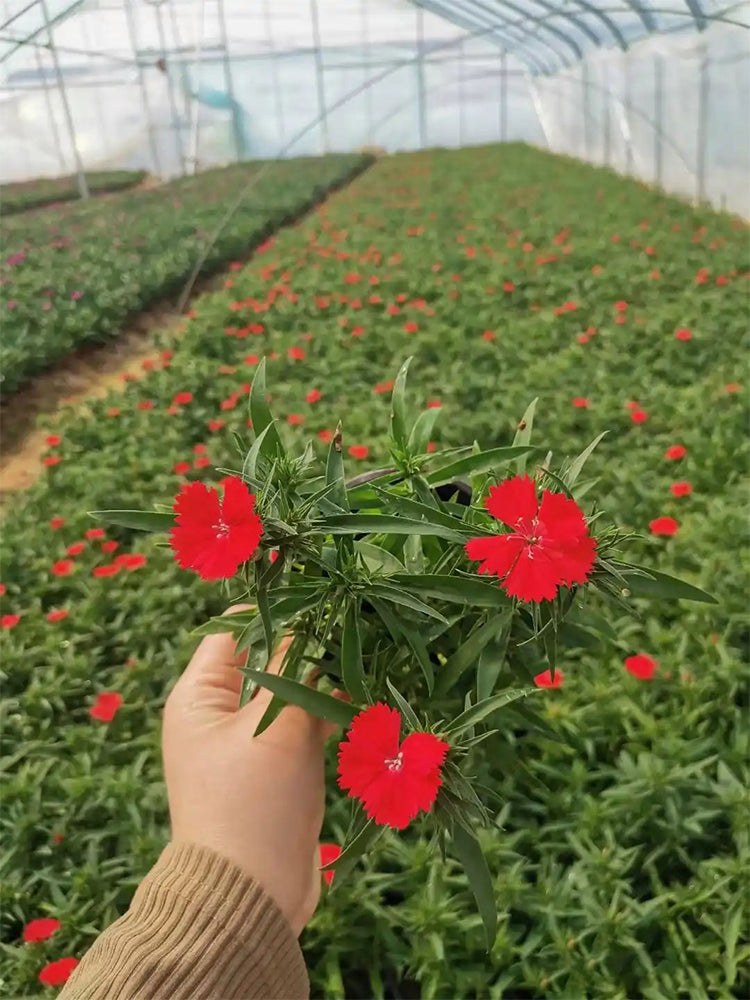 Red Sweet William (Dianthus barbatus L.)