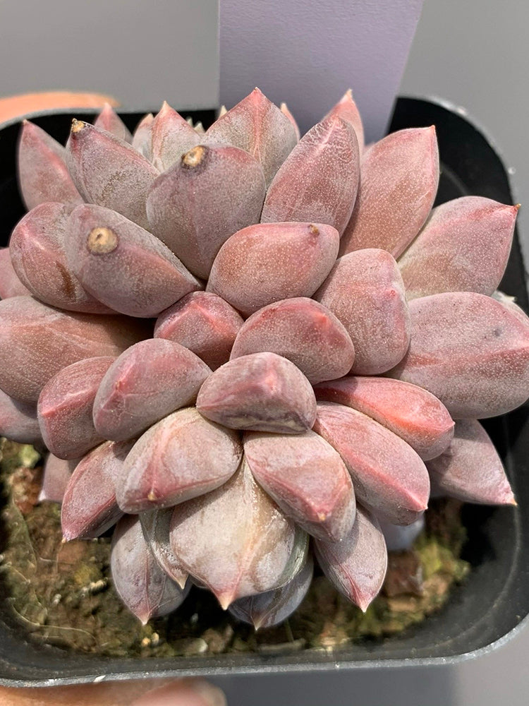 Echeveria cv. 'Illusion'