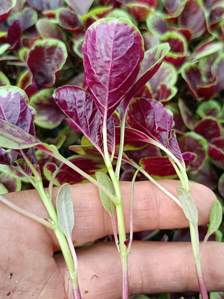 Xishuai Red Amaranth