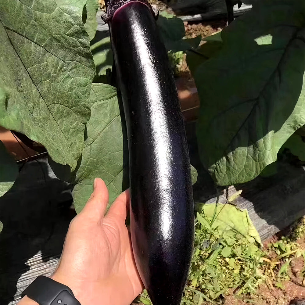 5 Bags (400 Seeds/Bag) of 'Glossy Black' Long Eggplant Seeds