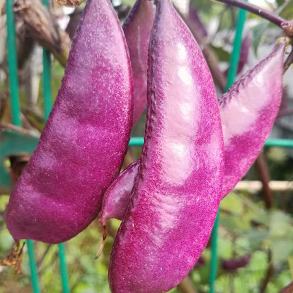 Delicious and Decorative: 5 Packs (10 Seeds / Bag) of Fresh Purple-Red Hyacinth Bean