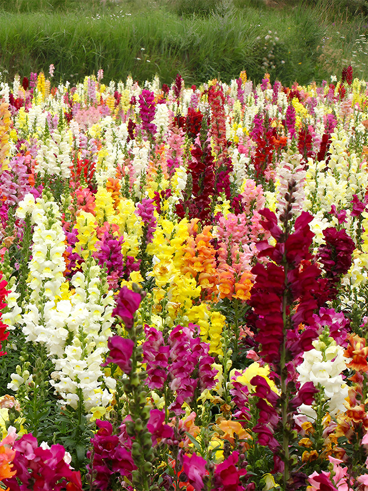 Dwarf Snapdragon, Mixed