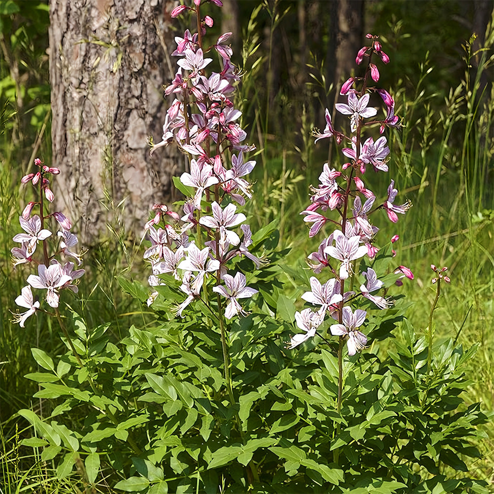 Bellfarm® Dictamnus albus Seeds