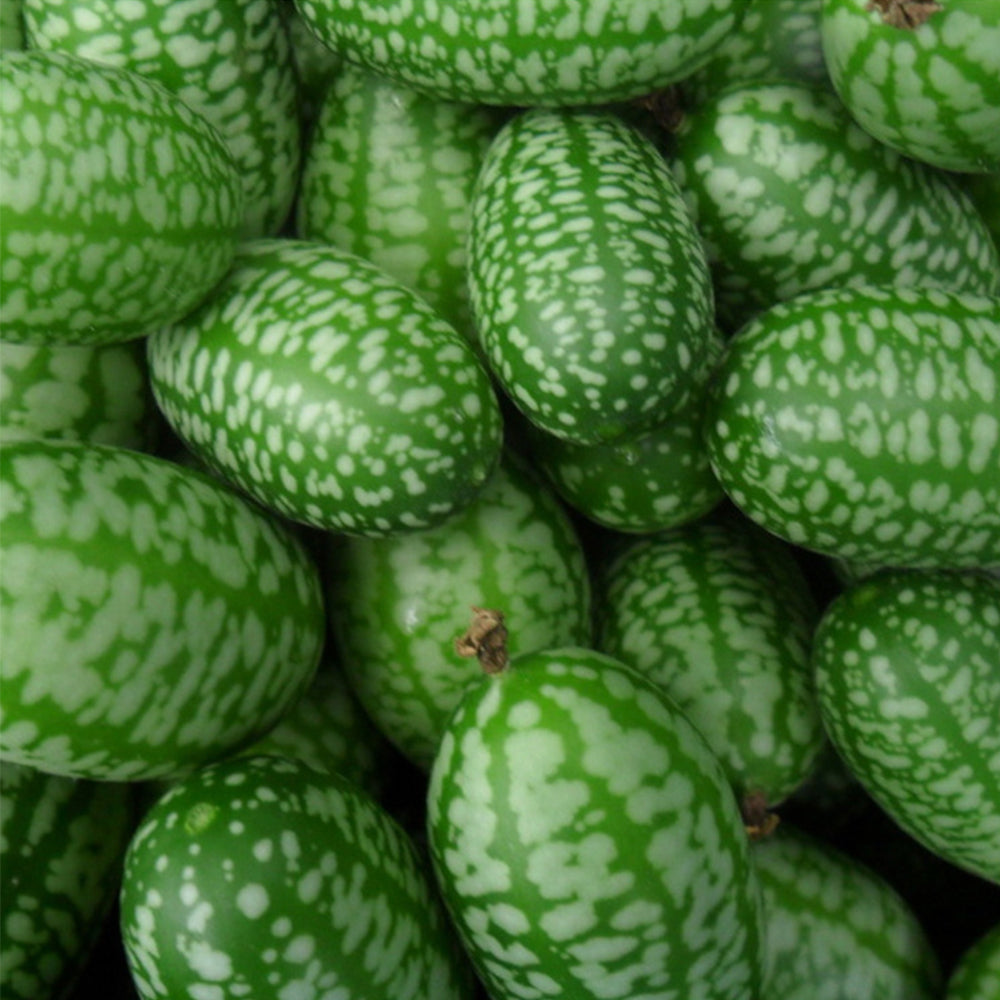 5 Bags (50 Seeds / Bag) of Cucamelons Seeds, Mexican Sour Gherkins