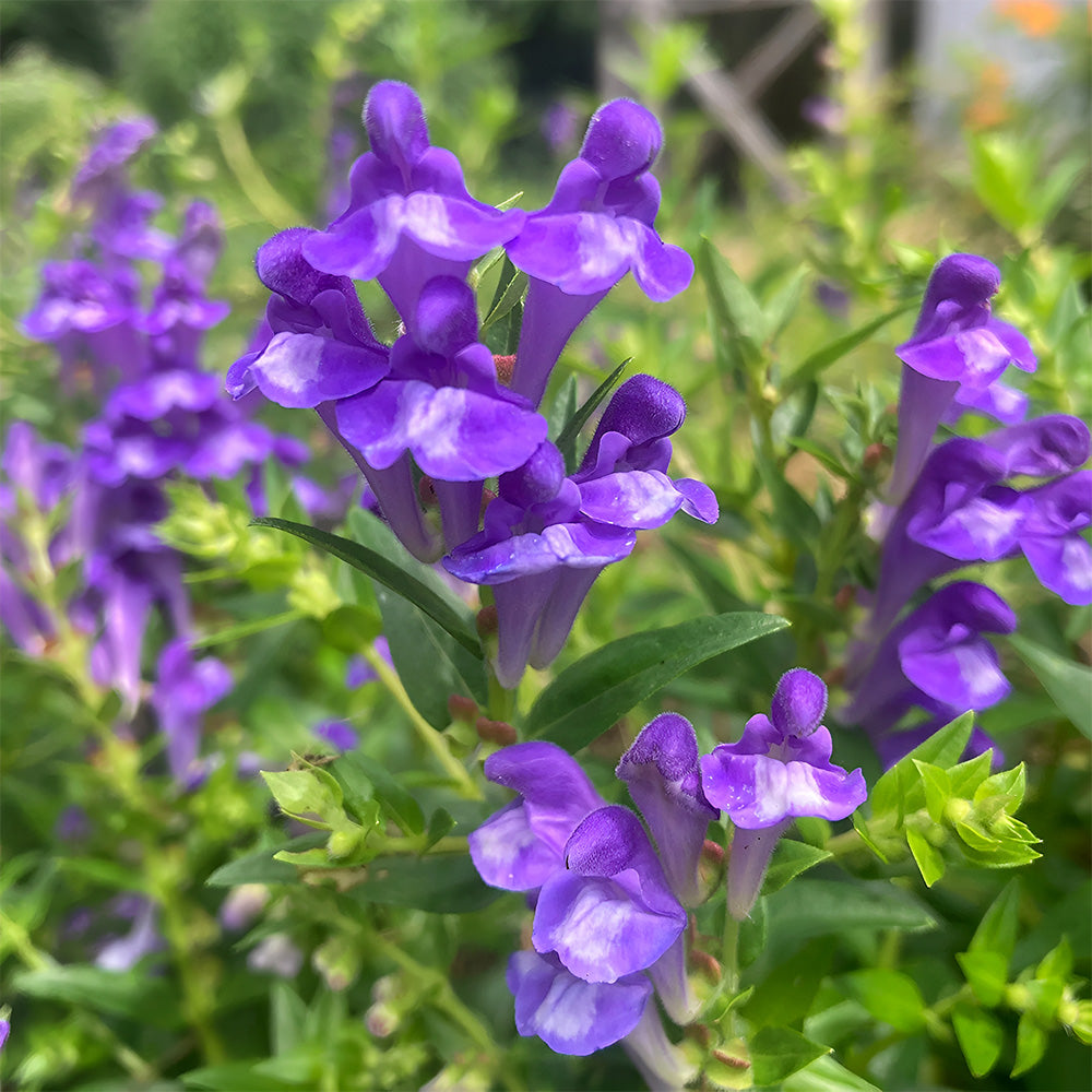 Bellfarm® Chinese Skullcap Seeds