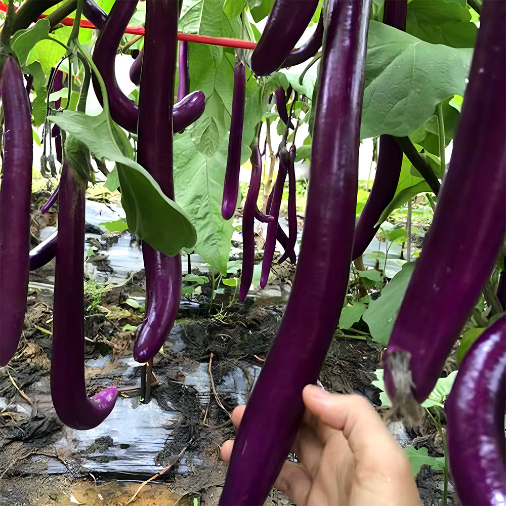 5 Bags (100 Seeds/Bag) of 'Purple Dragon' Hangzhou Eggplant Seeds