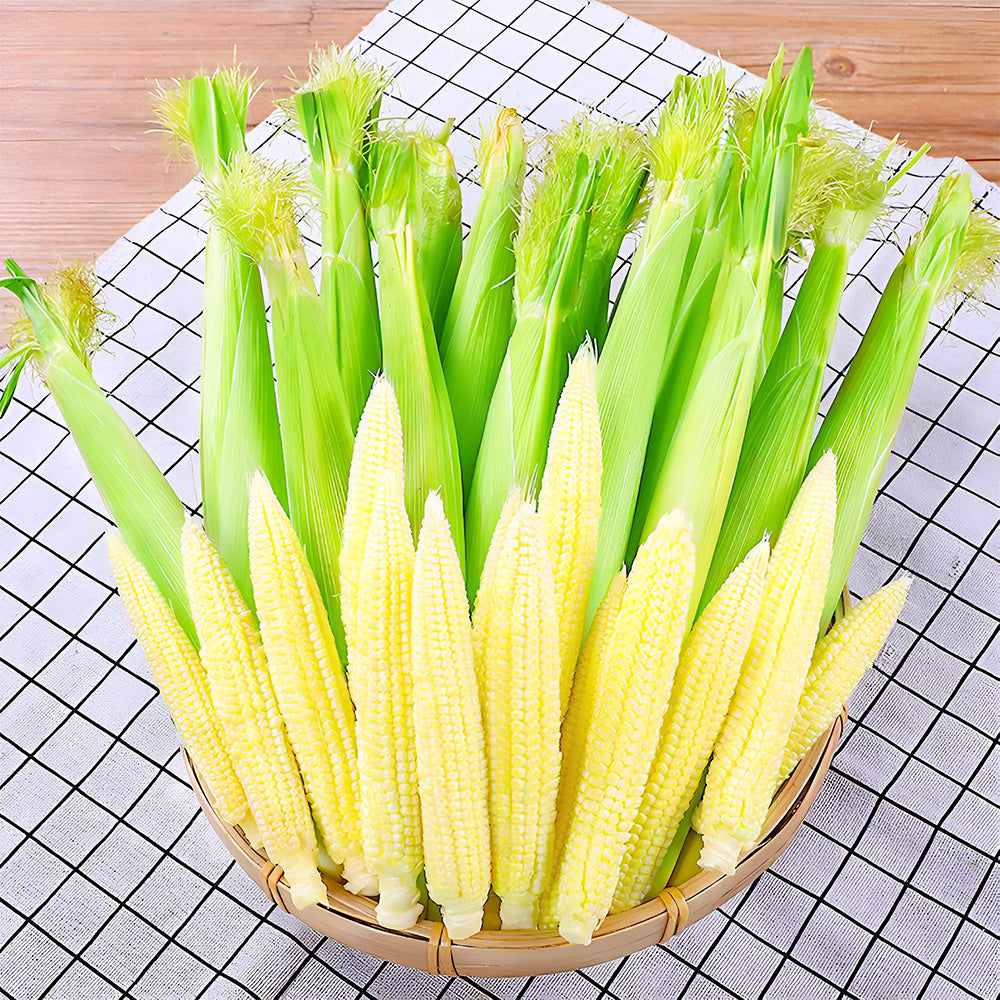 Take Your Crop to the Next Level: 50 F1 Sweet Baby Corn Seeds