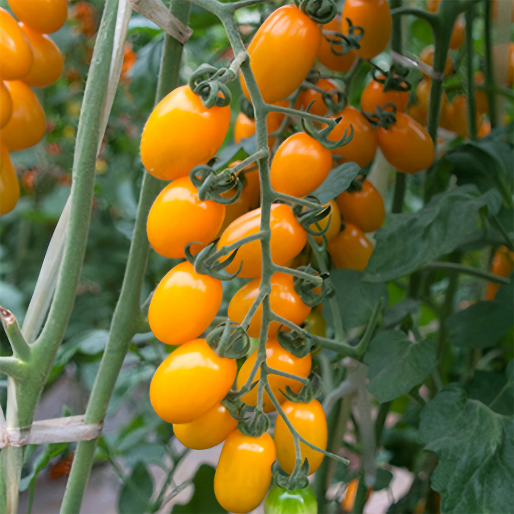 Glowing Gold: 5 Bags (200 Seeds / Bag) of 'Yellow Saint' Cherry Tomatoes