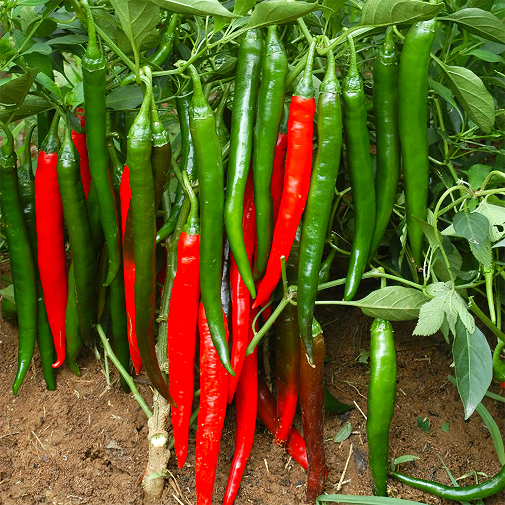 Flame-kissed Delight: 5 Bags (200 Seeds/Bag) of Red Hot Chili Pepper Seeds