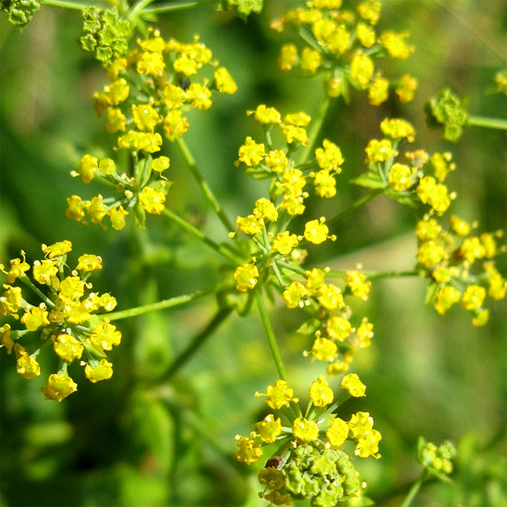 Bellfarm® Bupleurum chinense Seeds
