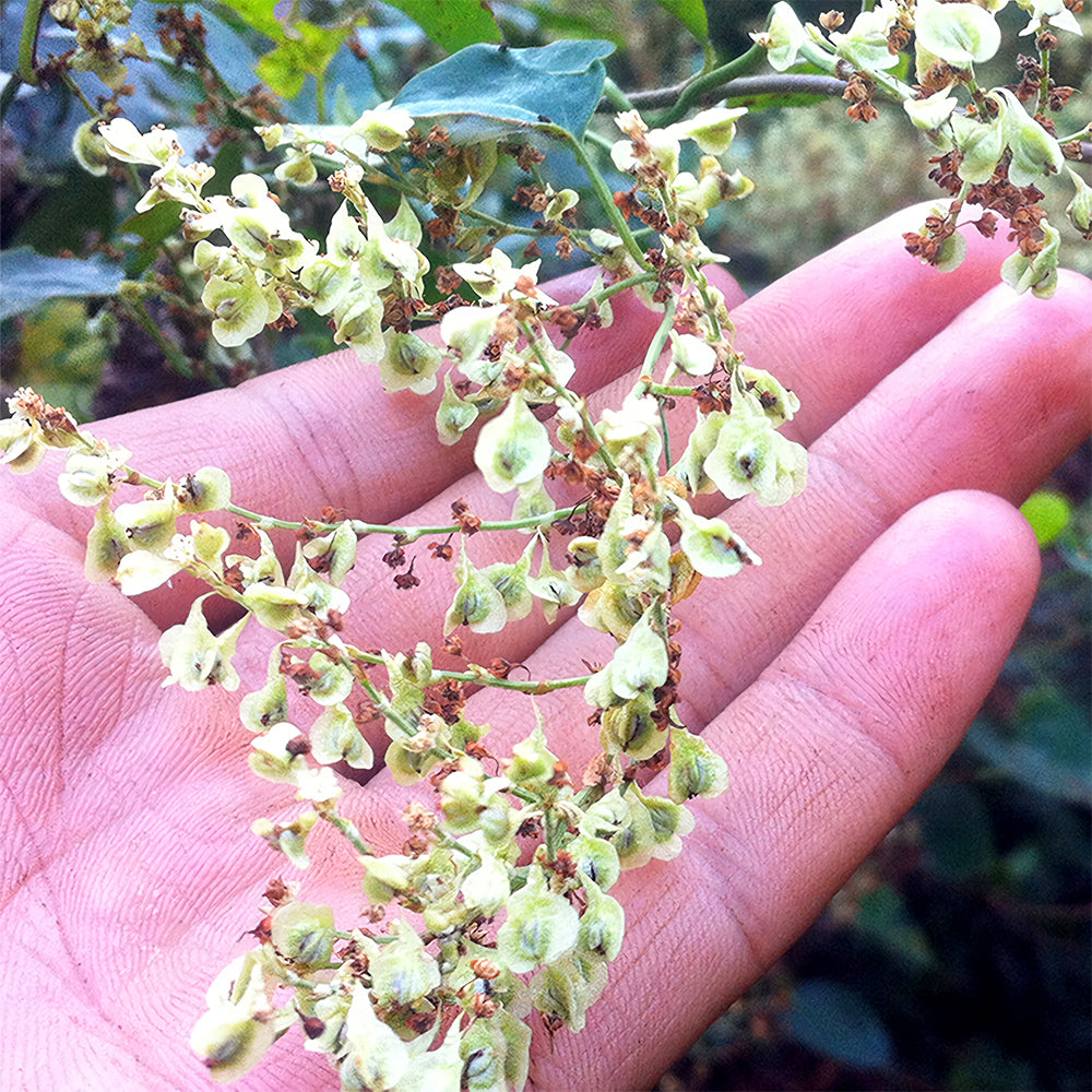 Premium Reynoutria Multiflora Seeds for Traditional Chinese Medicine