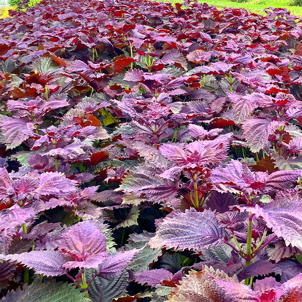 Exquisite Purple Shiso Seeds - Versatile Edible Spice