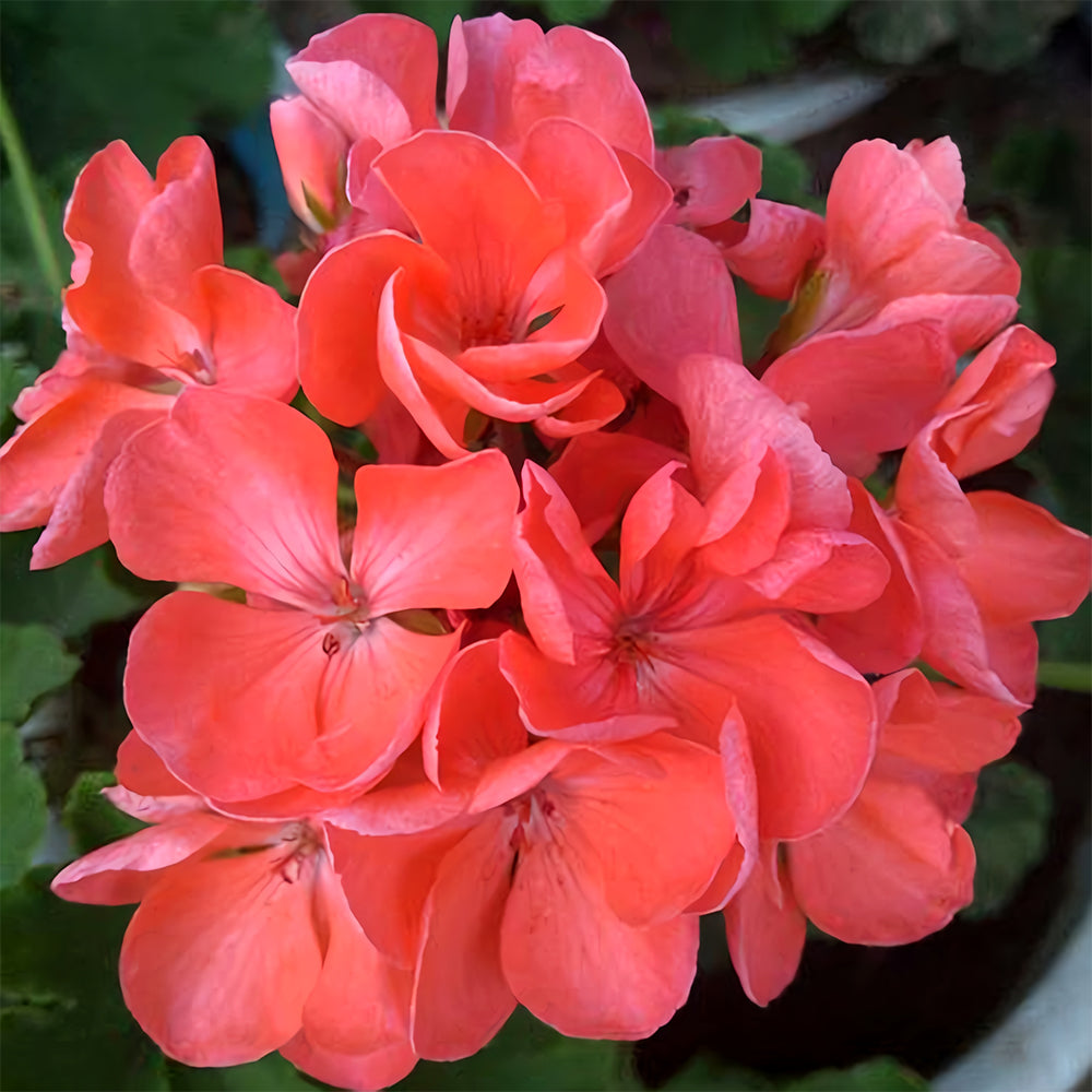 Geranium Seeds - Hrizon Coral Spice